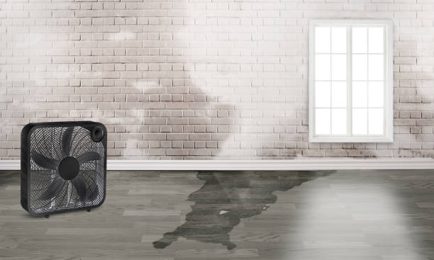 Best Flood damage cleanup  in Englewood, OH